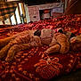 cat, sleeping, orange_cat, knitted_sweater, blanket, red_blanket, patterned_blanket, indoor, cozy, resting, furniture, chair, wooden, home_decor, warm_lighting, relaxation, pet, fur, domestic_animal, cute