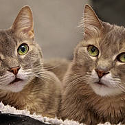 Indy And Adele joined the competition — help win amazing prizes! animal, blanket, cat, closeup, cozy, cute, domestic_animal, ears, feline, fluffy, fur, green_eyes, indoor, mammal, pet, portrait, resting, soft, two_animals, whiskers