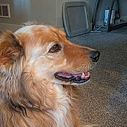 Rocket is registered to the contest to win money with this photo: dog, golden_retriever, indoor, carpet, pet, animal, fur, side_view, canine, mouth_open, ears, home, floor, sitting, looking, brown, white, furniture, vent, shelf