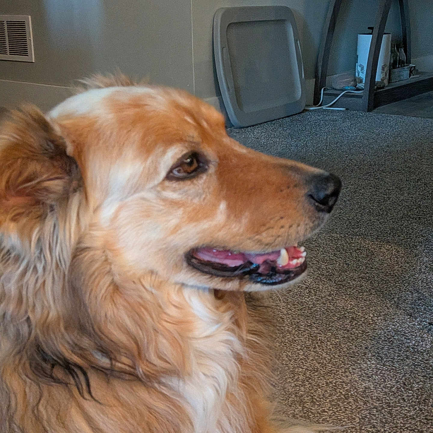 Rocket is registered to the contest to win money with this photo: dog, golden_retriever, indoor, carpet, pet, animal, fur, side_view, canine, mouth_open, ears, home, floor, sitting, looking, brown, white, furniture, vent, shelf