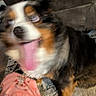 dog, blurry, motion_blur, tongue_out, happy, indoor, furry, brown_couch, carpet, paw, pet, canine, fur, pink_pajamas, excited, close_up, animal, living_room, blurred_face, playful