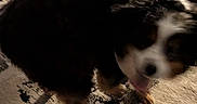 Lucky is registered to the contest to win money with this photo: dog, indoor, carpet, blurry, dark, fur, animal, pet, legs, jeans, floor, standing, white_markings, black_fur, brown_fur, home, shadow, blur, canine, domestic