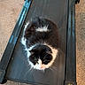 Rex is registered to the contest to win money with this photo: cat, black_and_white, fluffy, treadmill, indoor, carpet, pet, animal, resting, loaf, feline, fur, whiskers, exercise_equipment, home, relaxation, cute, domestic, quiet, calm