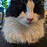 Rex is registered to the contest to win money with this photo: cat, black_and_white, fluffy, close_up, whiskers, pink_nose, indoor, plant, natural_light, window, pet, feline, fur, animal, domestic, face, portrait, sitting, calm, soft_light