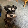 dog, schnauzer, pet, carpet, living_room, table, wooden_furniture, floor, indoor, animal, cute, sitting, mammal, eyebrows, fur, black_and_white, looking_up, companion, household, cozy