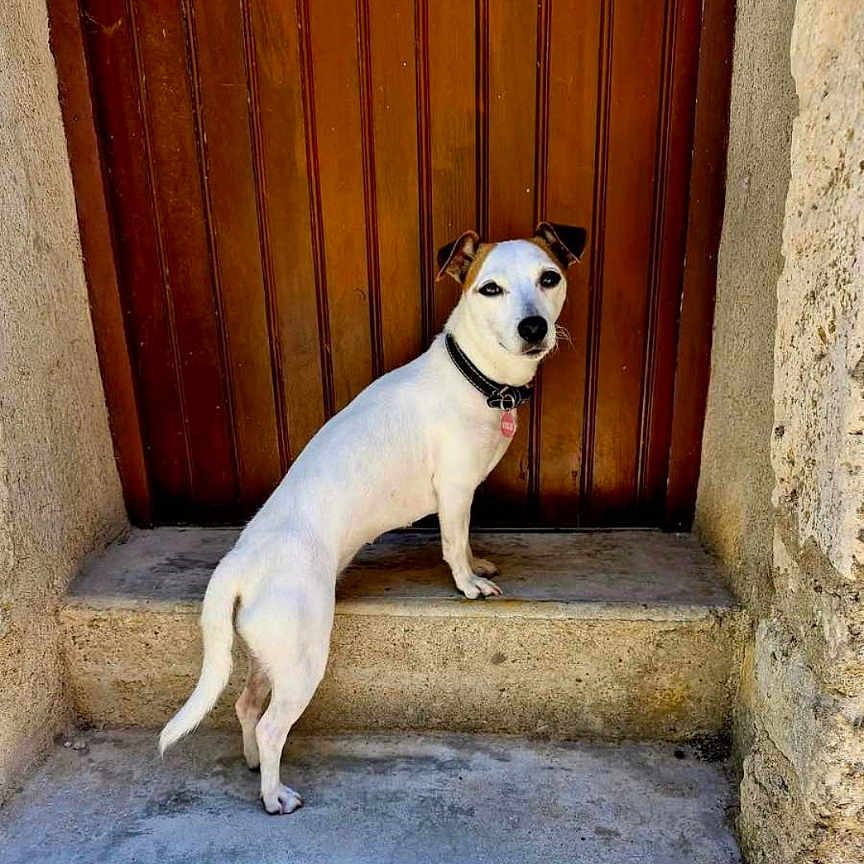 Oseille a rejoint le concours — aidez-le/la à gagner de superbes lots ! accessories, animal, bostonbull, bulldog, canine, chihuahua, computerhardware, dog, electronics, hardware, hound, indoors, monitor, person, pet, pointer, puppy, screen, strap, text