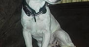 Oseille participe au concours pour gagner de l'argent avec cette photo : accessories, animal, ball, boxer, bulldog, canine, couch, cushion, dog, furniture, homedecor, hound, indoors, labradorretriever, pet, puppy, sport, tennis, tennisball, whitedog