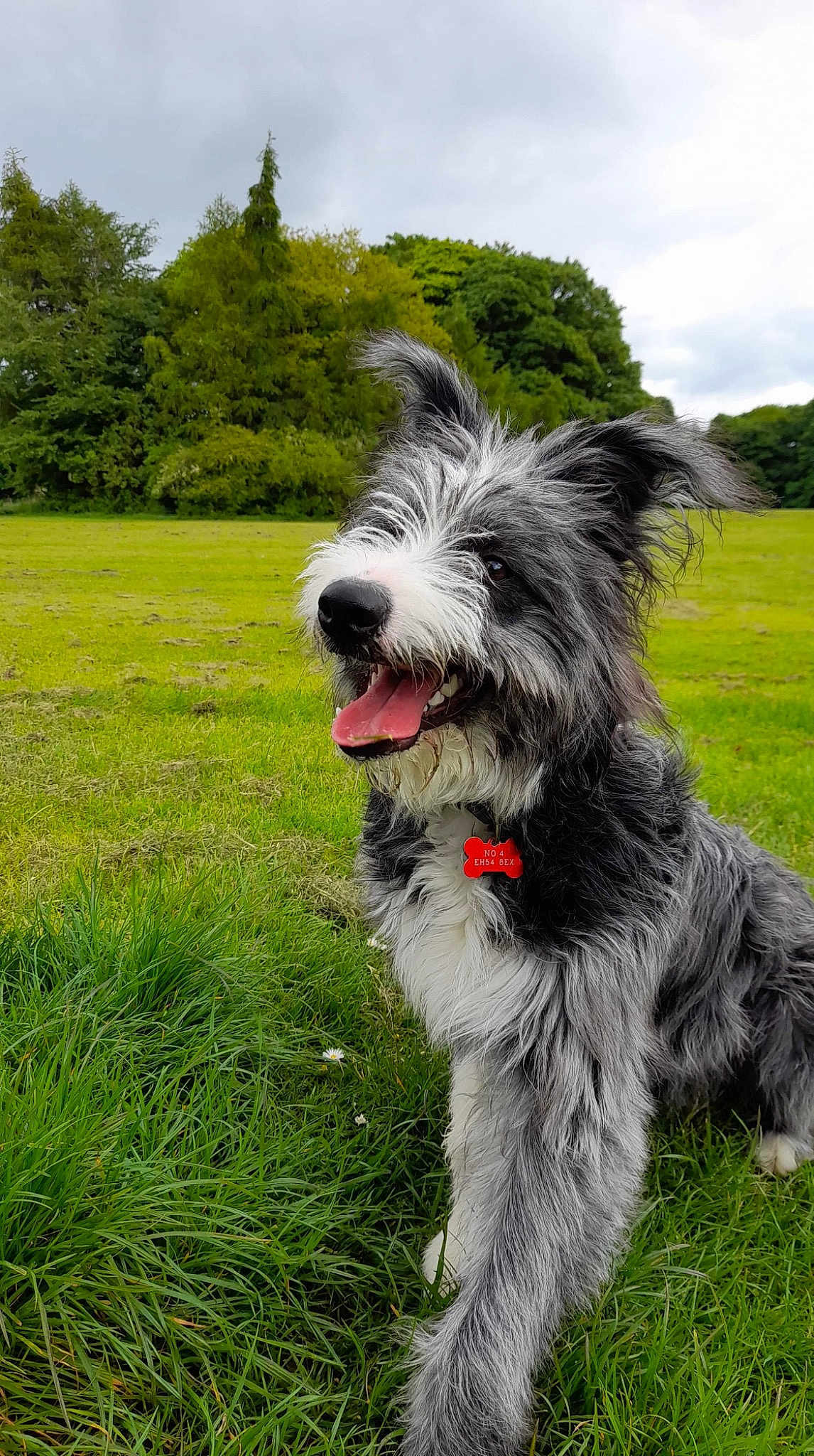 Scruffy