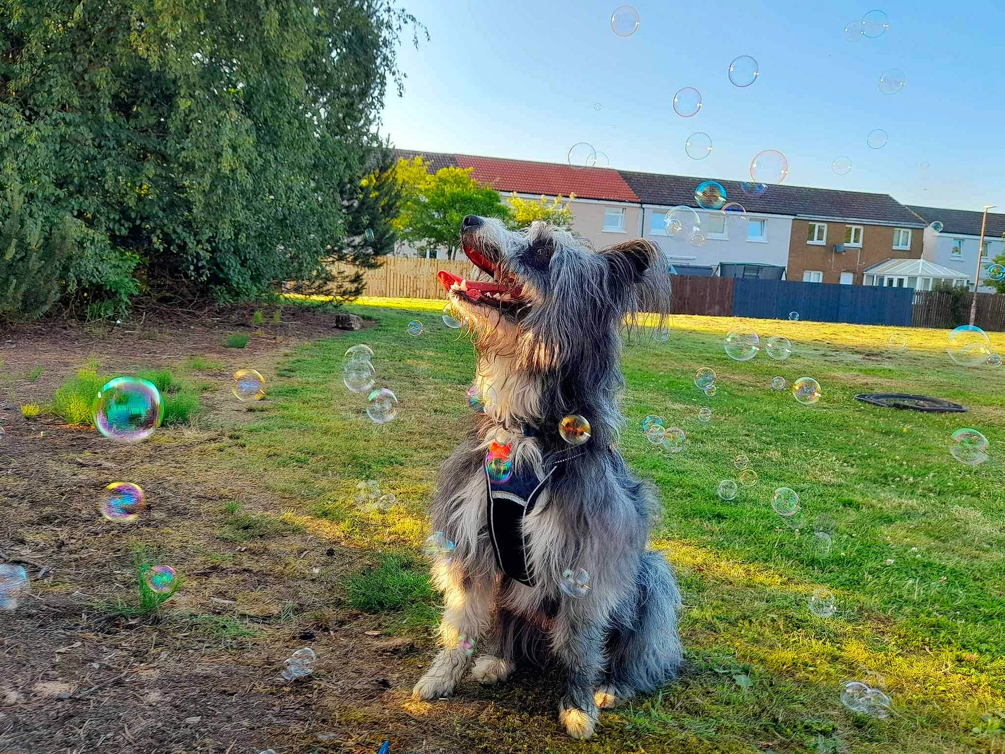 Scruffy joined the competition — help win amazing prizes! airedale_terrier, canidae, carnivore, companion_dog, dog, dog_breed, garden, grass, landscaping, lawn, plant, shrub, sky, small_terrier, sporting_group, tail, terrier, tree, water_dog, working_dog