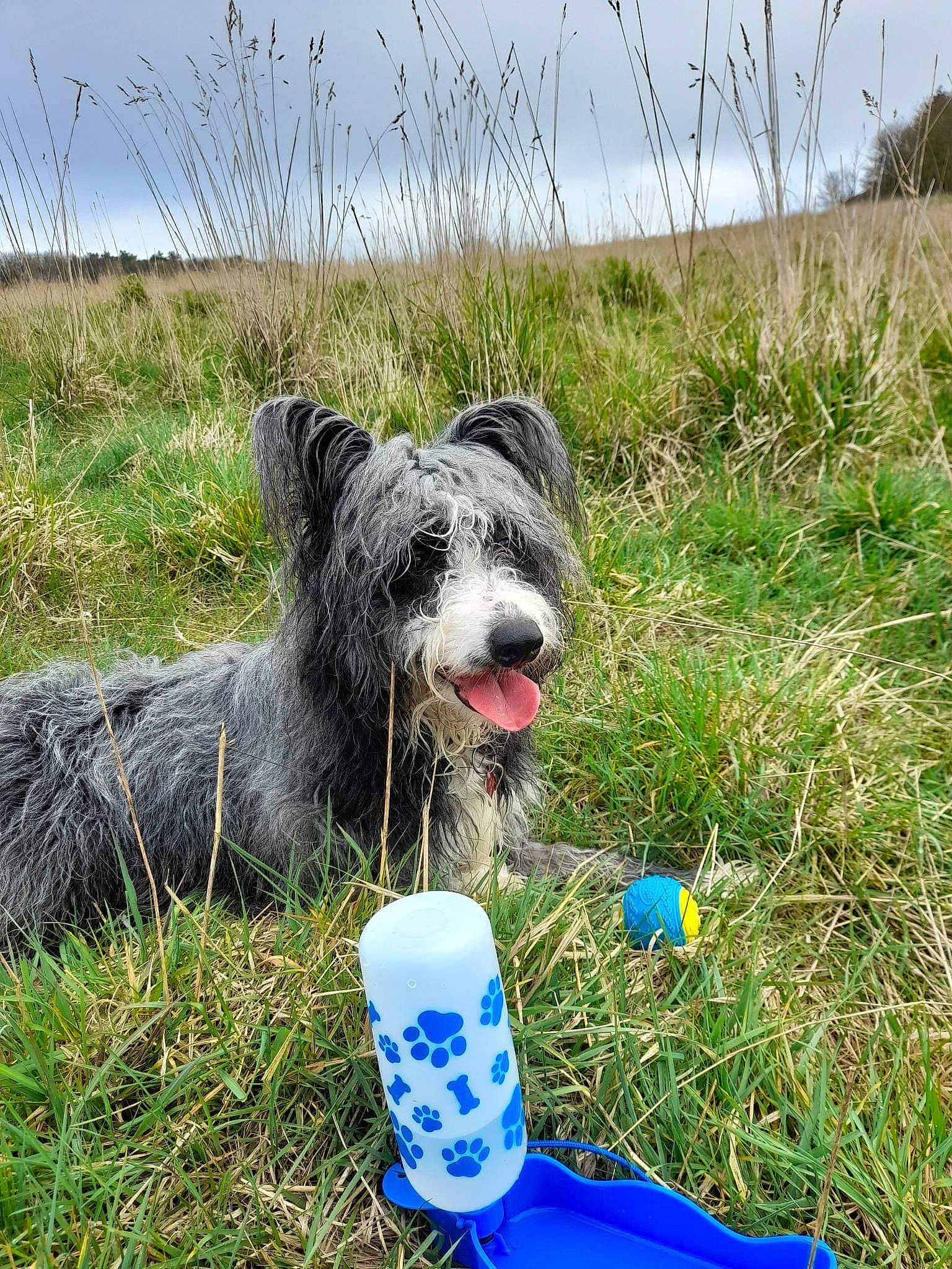 Scruffy joined the competition — help win amazing prizes! carnivore, cloud, companion_dog, dog, dog_breed, dog_clothes, dog_sports, dog_supply, electric_blue, grass, grassland, herding_dog, plant, recreation, sky, small_terrier, snout, soil, terrier, working_animal