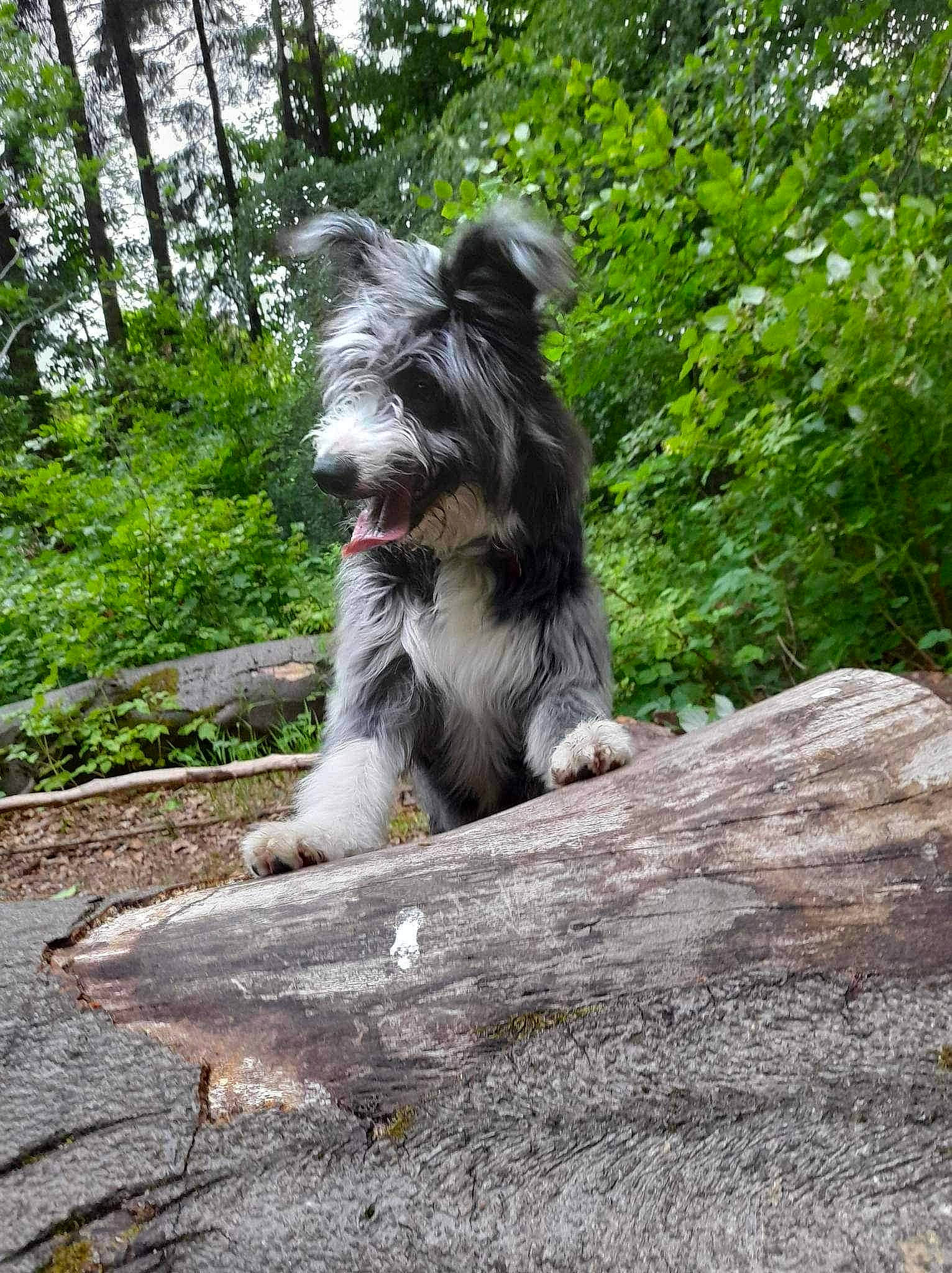 Scruffy is registered to the contest to win money with this photo: canidae, carnivore, companion_dog, dog, dog_breed, forest, grass, plant, schnauzer, snout, sporting_group, standard_schnauzer, tail, terrier, tree, trunk, wood, working_animal, working_dog