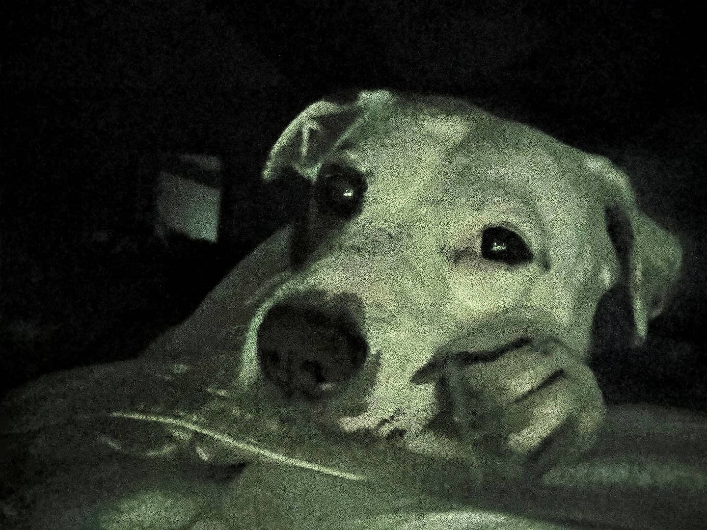 Bristol joined the competition — help win amazing prizes! canidae, carnivore, companion_dog, darkness, dog, dog_breed, ear, fawn, monochrome, monochrome_photography, night, non_sporting_group, snout, sporting_group, terrestrial_animal, whiskers, working_animal