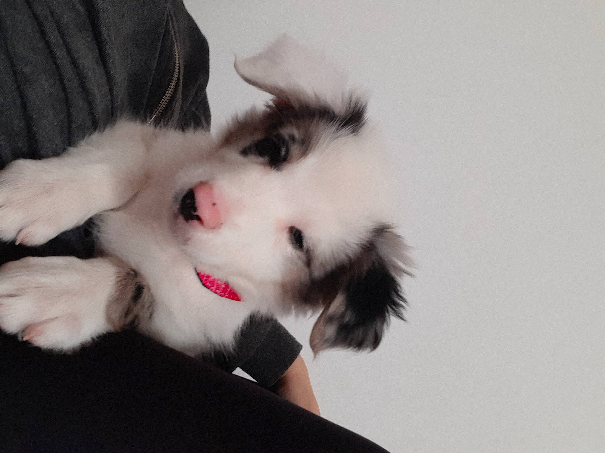 Traycy participe au concours pour gagner de l'argent avec cette photo : canidae, carnivore, cat, claw, comfort, companion_dog, dog_breed, ear, fang, felidae, foot, fur, gesture, non_sporting_group, paw, small_to_medium_sized_cats, sporting_group, tail, whiskers