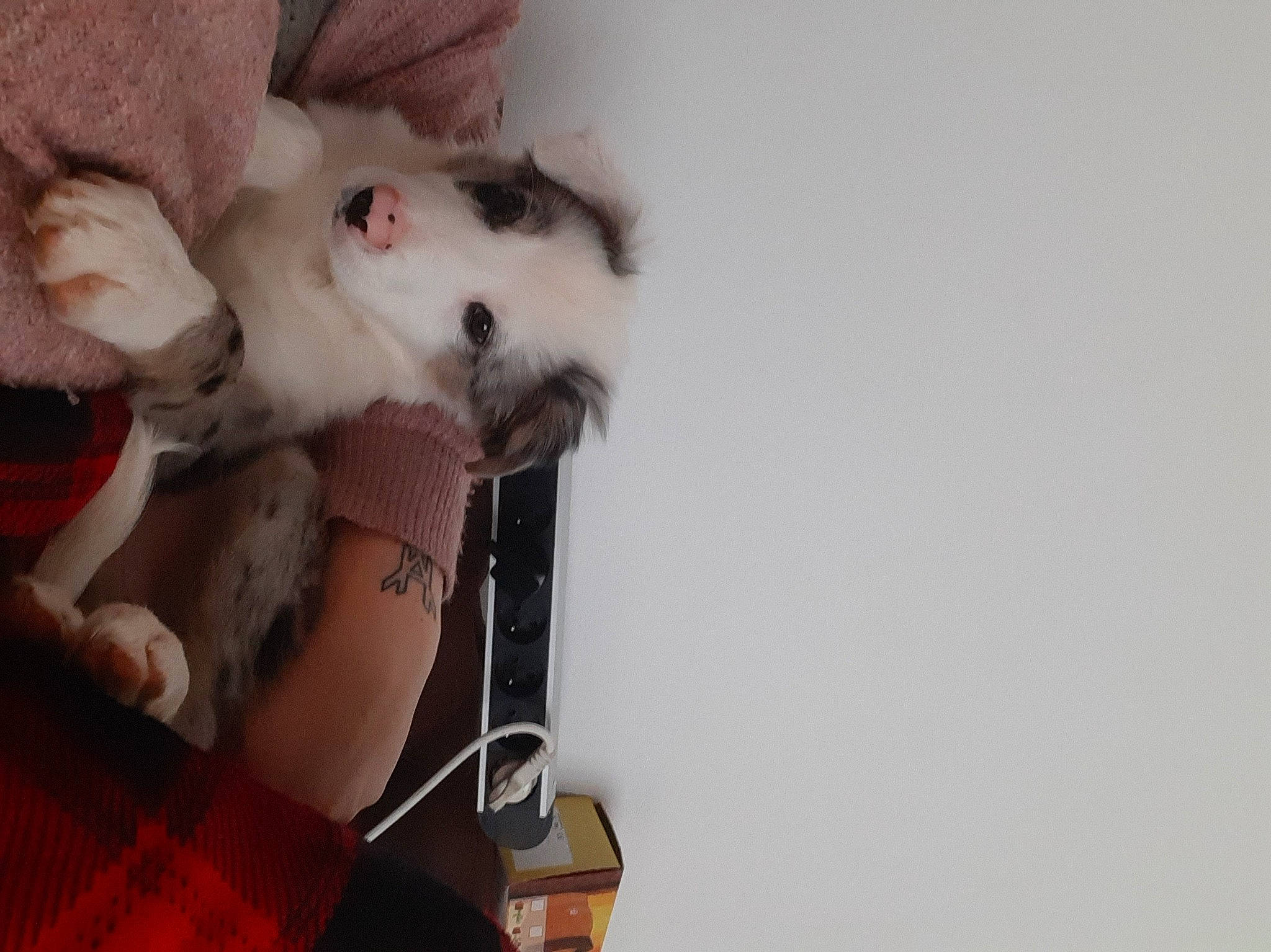 Traycy participe au concours pour gagner de l'argent avec cette photo : canidae, carnivore, cat, claw, comfort, companion_dog, dog_breed, domestic_short_haired_cat, fawn, felidae, fur, paw, plaid, small_to_medium_sized_cats, snout, sporting_group, stuffed_toy, tail, tartan, whiskers