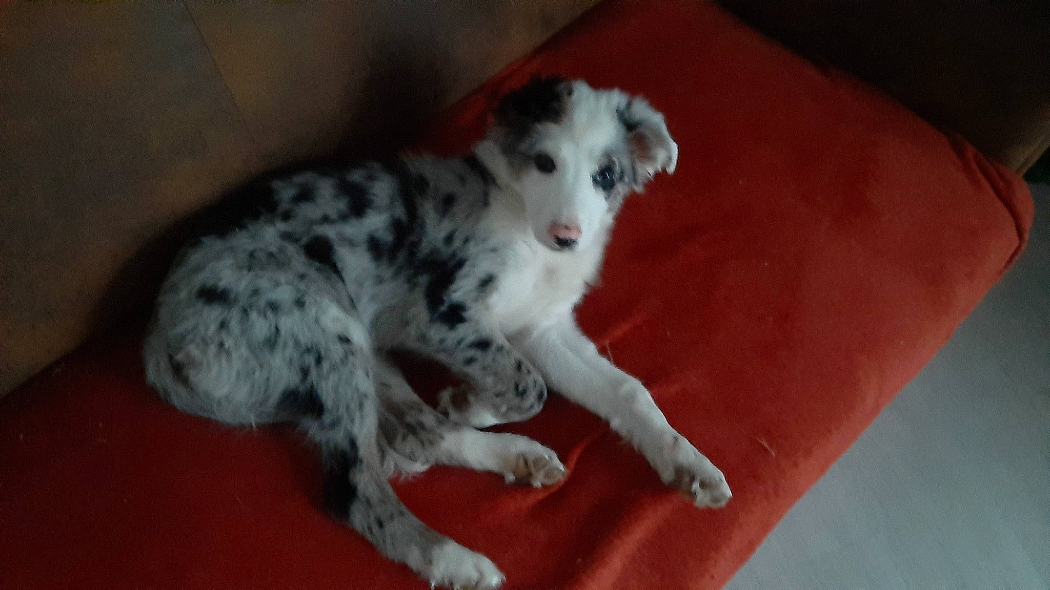 Traycy a rejoint le concours — aidez-le/la à gagner de superbes lots ! balance, canidae, carnivore, claw, companion_dog, dog, dog_breed, fawn, felidae, foot, fur, non_sporting_group, paw, small_to_medium_sized_cats, sporting_group, spotted_hyena, tail, terrestrial_animal, whiskers