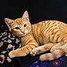 cat, ginger_cat, tabby, pet, feline, animal, cute, relaxed, lying_down, whiskers, ears, paw, tail, indoor, blanket, texture, soft, cozy, resting, curious