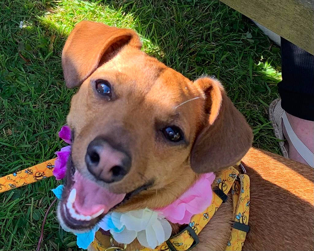 Albie joined the competition — help win amazing prizes! canidae, carnivore, collar, companion_dog, dog, dog_breed, dog_clothes, dog_collar, dog_supply, fawn, fur, grass, leash, liver, pet_supply, plant, snout, sporting_group, whiskers, working_animal