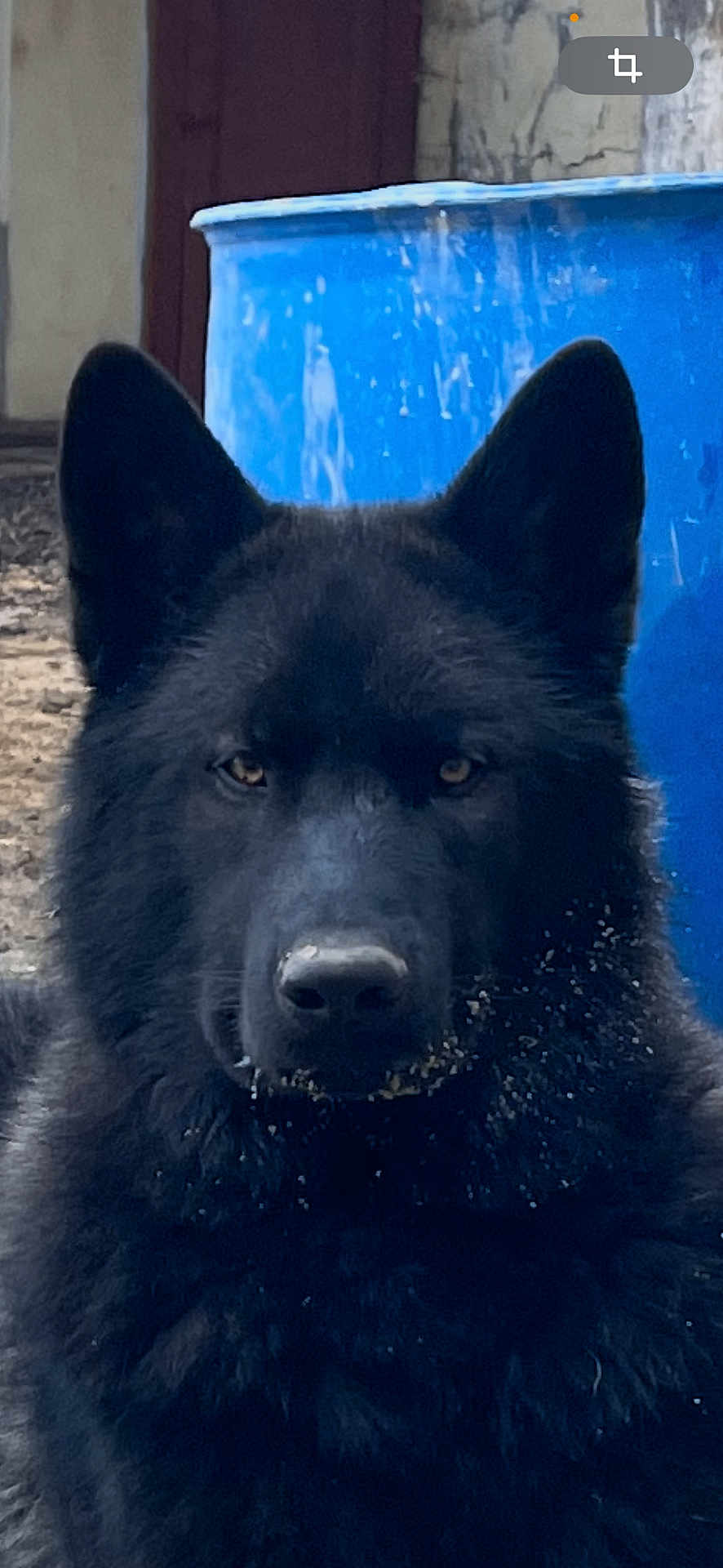 Yro participe au concours pour gagner de l'argent avec cette photo : dog, black_dog, animal, pet, fur, ears, face, outdoor, blue_container, dirt, intense_gaze, closeup, portrait, canine, muzzle, nose, eyes, background, nature, watchful