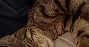 Esther joined the competition — help win amazing prizes! animal, bed, bedding, brown_fur, cat, close_up, closed_eyes, cozy, indoors, paws, peaceful, pet, portrait, relaxed, sleeping, soft_lighting, striped_fur, tabby, upside_down, whiskers