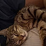 animal, bed, bedding, brown_fur, cat, close_up, closed_eyes, cozy, indoors, paws, peaceful, pet, portrait, relaxed, sleeping, soft_lighting, striped_fur, tabby, upside_down, whiskers