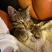 Esther is registered to the contest to win money with this photo: animal, bed, blanket, cat, cozy, curled_up, cute, ears, fur, indoors, nap, paws, pet, portrait, relaxed, sleeping, snuggled, tabby_cat, warm_lighting, whiskers