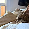 Esther is registered to the contest to win money with this photo: bed, bedding, blanket, cat, close_up, cozy, ear, fur, home, indoors, napping, relaxed, resting, sleeping, sunlight, tabby, warm_light, whiskers, white_fabric, window