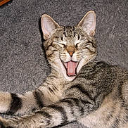 Esther is registered to the contest to win money with this photo: cat, tabby, kitten, yawning, sleepy, relaxed, lying_down, furry, striped, whiskers, ears, eyes_closed, open_mouth, pink_tongue, paws, animal, pet, blanket, indoor, close_up