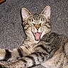 cat, tabby, kitten, yawning, sleepy, relaxed, lying_down, furry, striped, whiskers, ears, eyes_closed, open_mouth, pink_tongue, paws, animal, pet, blanket, indoor, close_up