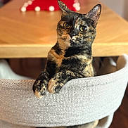 Roxie joined the competition — help win amazing prizes! cat, tortoiseshell, chair, furniture, dining_table, indoor, pet, animal, curious, relaxed, fur_pattern, closeup, domestic_cat, home, cozy, table, background_blur, wide_eyes, looking_at_camera, paws