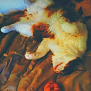 Scuddles joined the competition — help win amazing prizes! cat, sleeping, fluffy, blanket, orange, fruit, indoor, relaxed, pet, feline, cozy, resting, cute, animal, nap, soft, domestic, warm, fur, peaceful