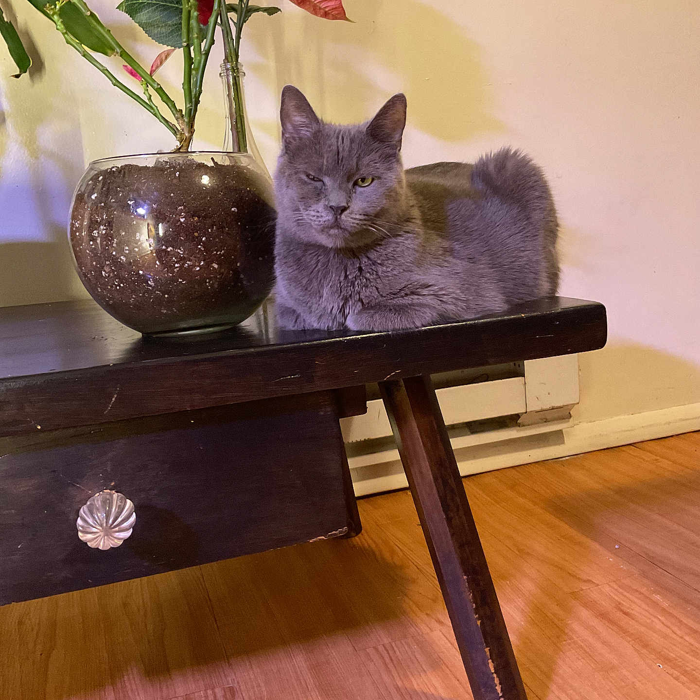 Rosie Jean joined the competition — help win amazing prizes! animal, cat, coffeetable, cookware, flower, flowerarrangement, flowerbouquet, furniture, hardwood, indoors, interiordesign, jar, pet, plant, plywood, pot, pottedplant, pottery, table, wood