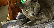 Tatiana is registered to the contest to win money with this photo: animal, blanket, bow, cat, closeup, cozy, cute, domestic_cat, feline, fur, gray_cat, green_eyes, indoor, pet, portrait, relaxed, resting, shamrocks, whiskers, wooden_furniture
