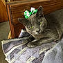 cat, gray_cat, green_eyes, bow, shamrocks, blanket, feline, pet, indoor, wooden_furniture, relaxed, whiskers, cute, domestic_cat, cozy, portrait, animal, fur, resting, closeup