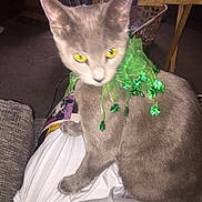 Tatiana joined the competition — help win amazing prizes! cat, gray_cat, yellow_eyes, pet, indoor, lap, feline, green_collar, decorative_accessory, blurred, furniture, table, laundry_basket, laptop, carpet, cozy, domestic, animal, cute, sitting