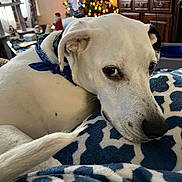 Damnit is registered to the contest to win money with this photo: dog, white_dog, bandana, blue_bandana, blanket, blue_blanket, patterned_blanket, indoor, living_room, christmas_tree, holiday_decor, furniture, cabinet, relaxed, pet, resting, closeup, cozy, decorations, soft_lighting