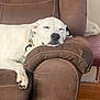 dog, white_dog, sleeping, napping, armchair, brown_leather, indoor, relaxed, pet, canine, resting, cozy, furniture, home, domestic, paw, closeup, quiet, comfort, house