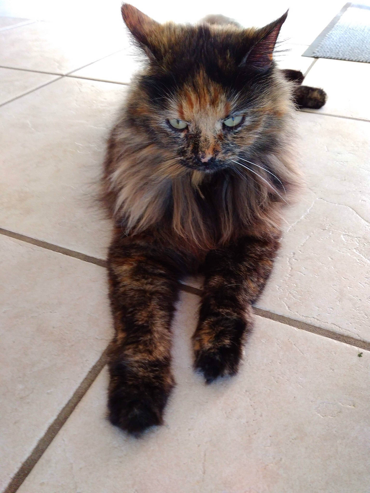 Noumea participe au concours pour gagner de l'argent avec cette photo : british_longhair, carnivore, cat, claw, domestic_short_haired_cat, felidae, floor, flooring, fur, hardwood, human_leg, maine_coon, paw, road_surface, small_to_medium_sized_cats, snout, tail, terrestrial_animal, whiskers, wood