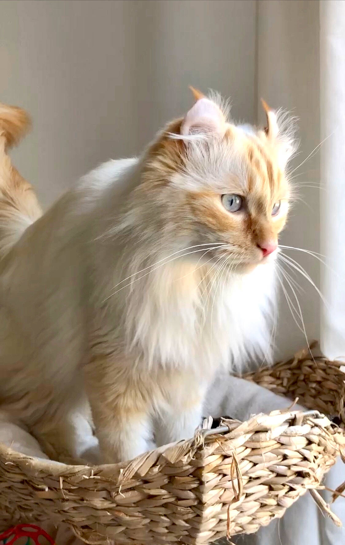 Poppy a rejoint le concours — aidez-le/la à gagner de superbes lots ! basket, carnivore, cat, cat_supply, claw, close_up, domestic_short_haired_cat, event, fawn, felidae, fur, maine_coon, plant, porch, small_to_medium_sized_cats, tail, twig, whiskers, wicker, wood