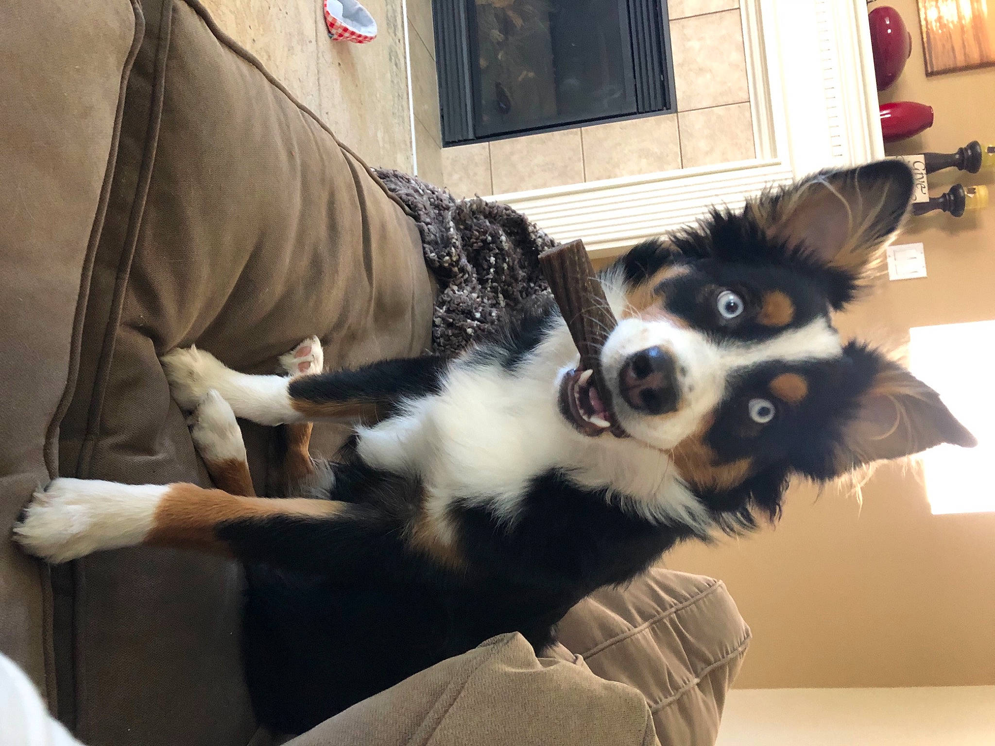 Max is registered to the contest to win money with this photo: canidae, carnivore, collar, companion_dog, couch, dog, dog_breed, dog_supply, fur, pet_supply, snout, sporting_group, vertebrate, whiskers, working_animal