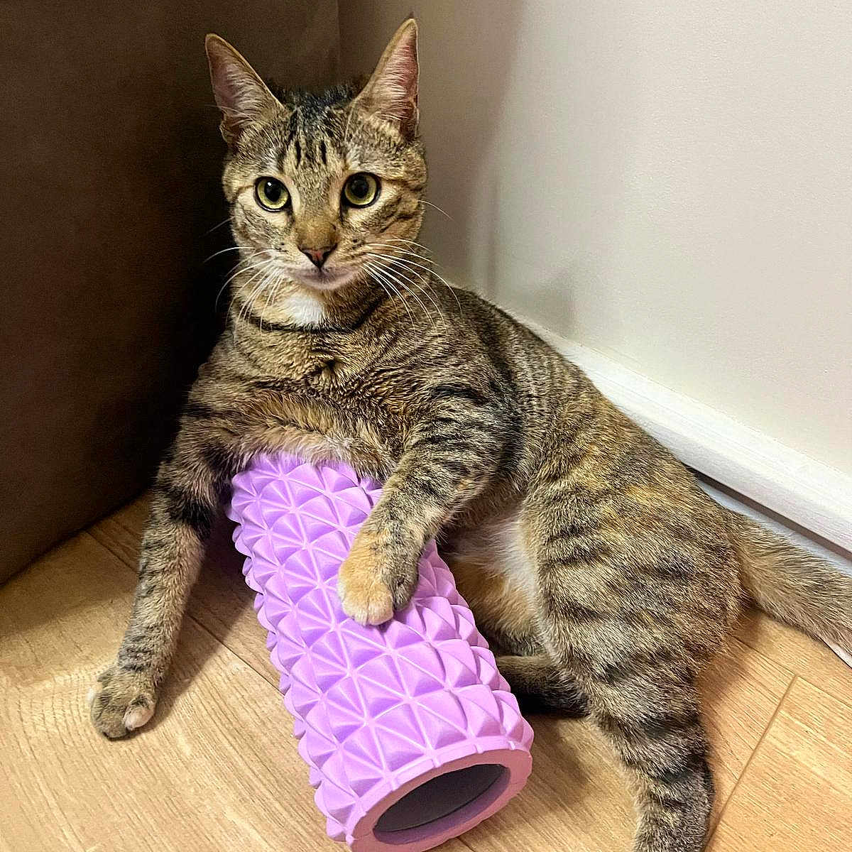 Rubis a rejoint le concours — aidez-le/la à gagner de superbes lots ! abyssinian, animal, cat, document, egyptiancat, hardwood, kitten, manx, mat, number, pet, racket, receipt, sport, stainedwood, symbol, tennis, tennisracket, text, wood