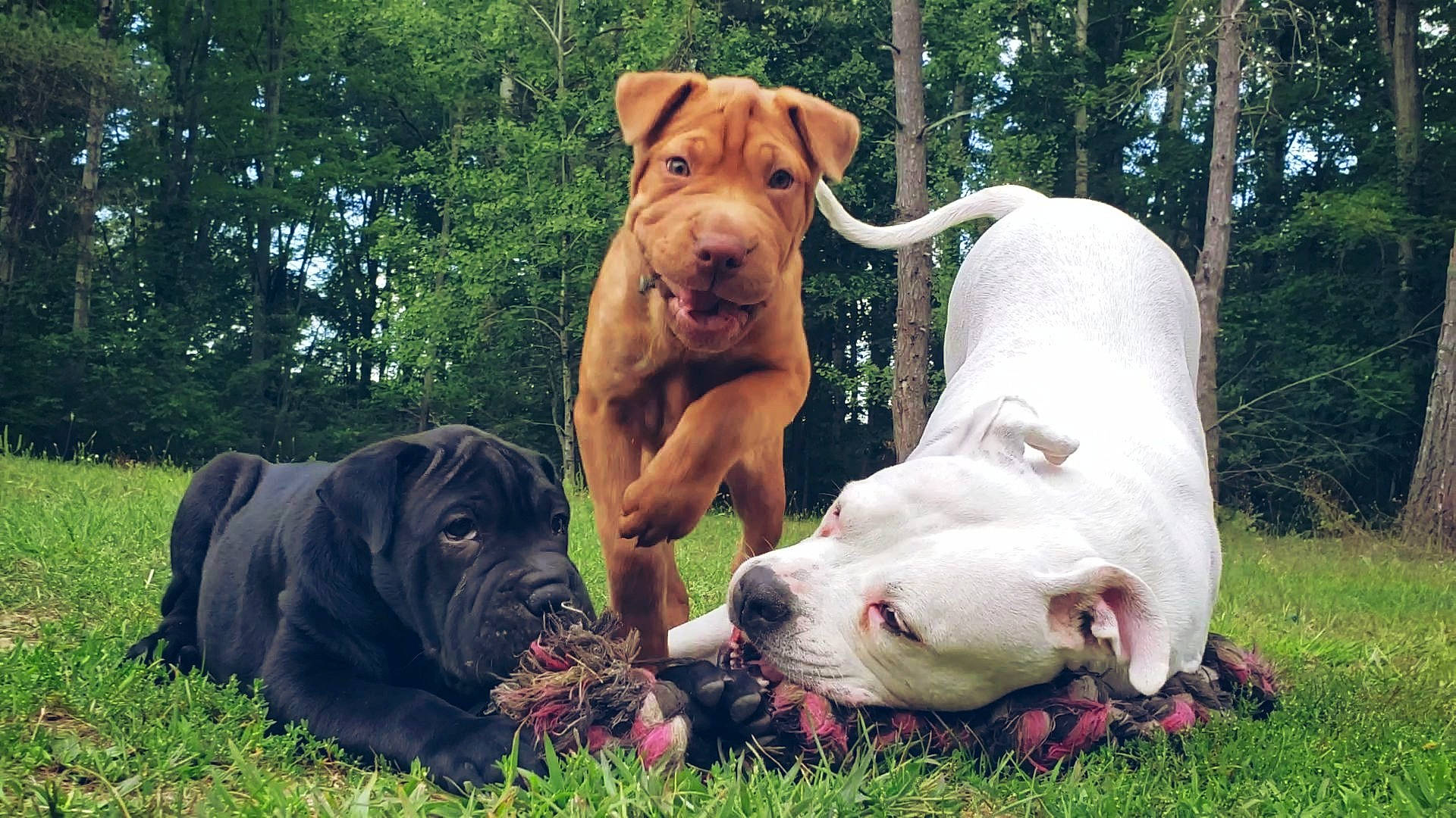 Kita joined the competition — help win amazing prizes! american_bulldog, american_pit_bull_terrier, american_staffordshire_terrier, ancient_dog_breeds, canidae, carnivore, companion_dog, cordoba_fighting_dog, dog, dog_breed, dogo_argentino, fawn, mammal, molosser, non_sporting_group, pit_bull, rare_breed_dog, shar_pei, sporting_group, vertebrate
