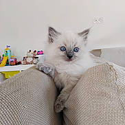Bonnie participe au concours pour gagner de l'argent avec cette photo : kitten, cat, fluffy, white_fur, blue_eyes, indoors, couch, cushions, furniture, portrait, pet, animal, sitting, curious, playroom, toys, shelf, home, close_up, adorable