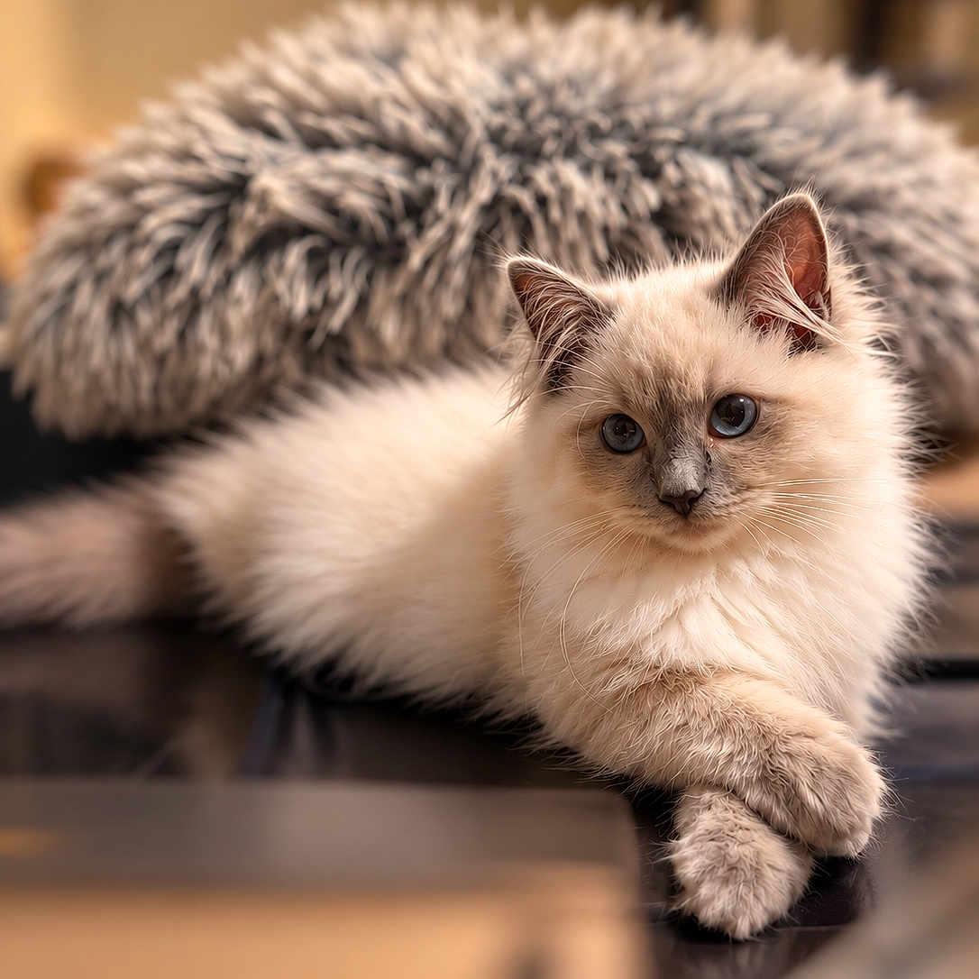 Bonnie a rejoint le concours — aidez-le/la à gagner de superbes lots ! cat, kitten, fluffy, cream_colored, blue_eyes, long_hair, whiskers, ears, paws, crossed_paws, lying_down, indoor, portrait, close_up, table, glossy_surface, fuzzy_blanket, warm_lighting, home_interior, relaxed