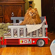 Little Man is registered to the contest to win money with this photo: dog, pomeranian, toy_bed, fire_truck_design, blanket, quilt, wooden_floor, indoor, furniture, cabinet, vase, pet, cozy, cute, small_dog, fur, animal, home, living_room, decor