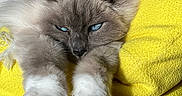 Olympe participe au concours pour gagner de l'argent avec cette photo : animal, blue_eyes, cat, close_up, colorful, cozy, cute, domestic_cat, fluffy, fur, indoor, paws, pet, pikachu, plush_toy, relaxed, resting, soft_texture, stretching, yellow_blanket