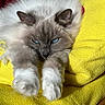 cat, blue_eyes, fluffy, stretching, paws, yellow_blanket, pikachu, plush_toy, cozy, indoor, fur, relaxed, pet, animal, close_up, soft_texture, resting, cute, domestic_cat, colorful