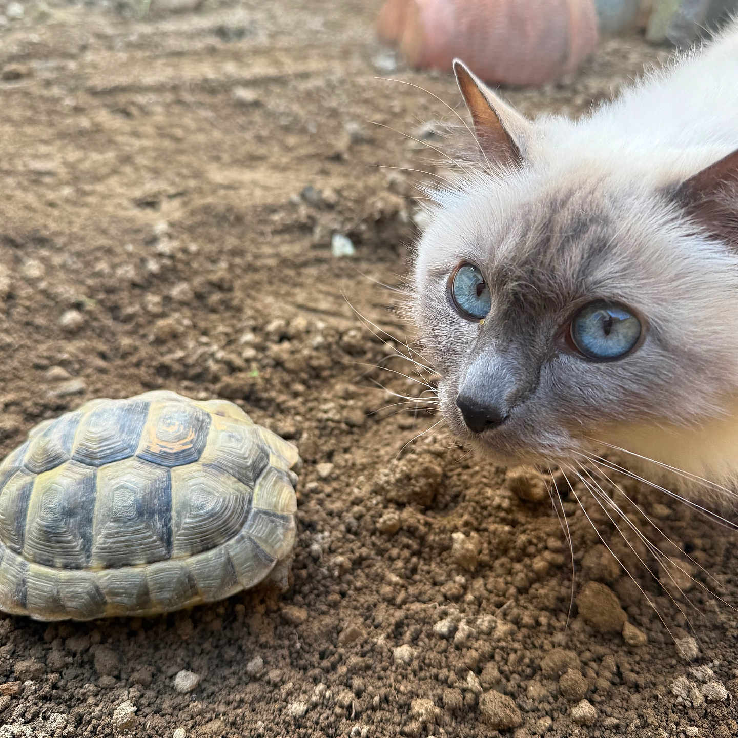 Olympe participe au concours pour gagner de l'argent avec cette photo : cat, tortoise, animal, earth, curious, blue_eyes, mammal, reptile, close_up, outdoor, nature, whiskers, shell, fur, wildlife, ground, pet, face, head, interaction