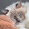 Olympe participe au concours pour gagner de l'argent avec cette photo : cat, blue_eyes, fluffy, resting, cozy, close_up, pet, fur, animal, sleepy, whiskers, ear, nose, soft_texture, domestic_cat, cute, indoor, relaxed, cushion, mammal