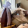 Olympe a rejoint le concours — aidez-le/la à gagner de superbes lots ! cat, blue_eyes, fluffy, indoor, window, gift, chocolate, ribbon, curious, close_up, feline, soft_light, decor, gold_box, whiskers, animal, pet, cozy, face, sniffing