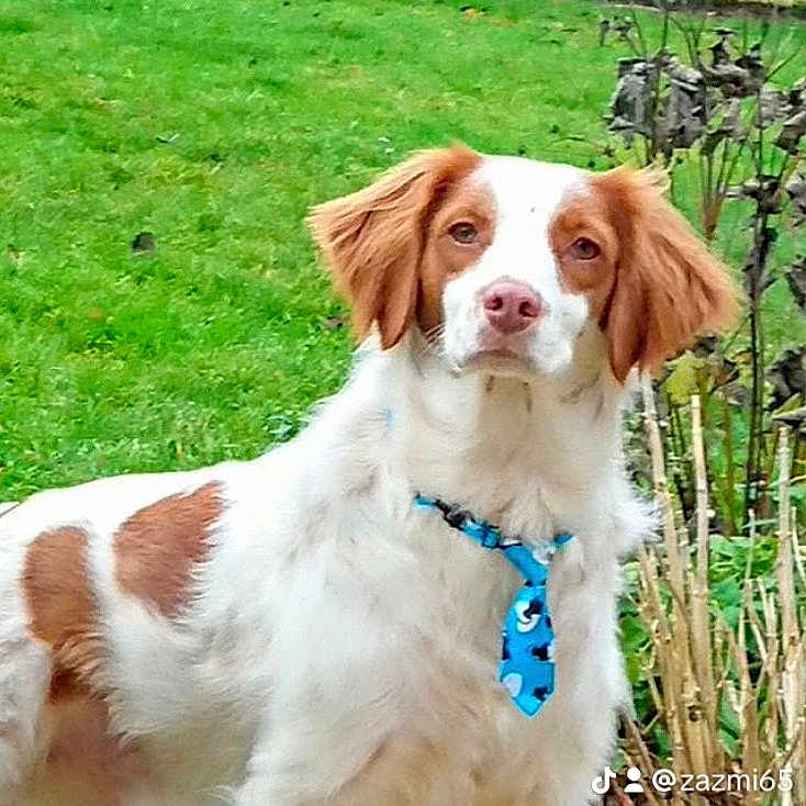 Guidmo a rejoint le concours — aidez-le/la à gagner de superbes lots ! animal, ball, brown_and_white, canine, collar, dog, doghouse, ears, fur, garden, grass, looking, nature, outdoor, pet, plants, shrubbery, snout, standing, tie